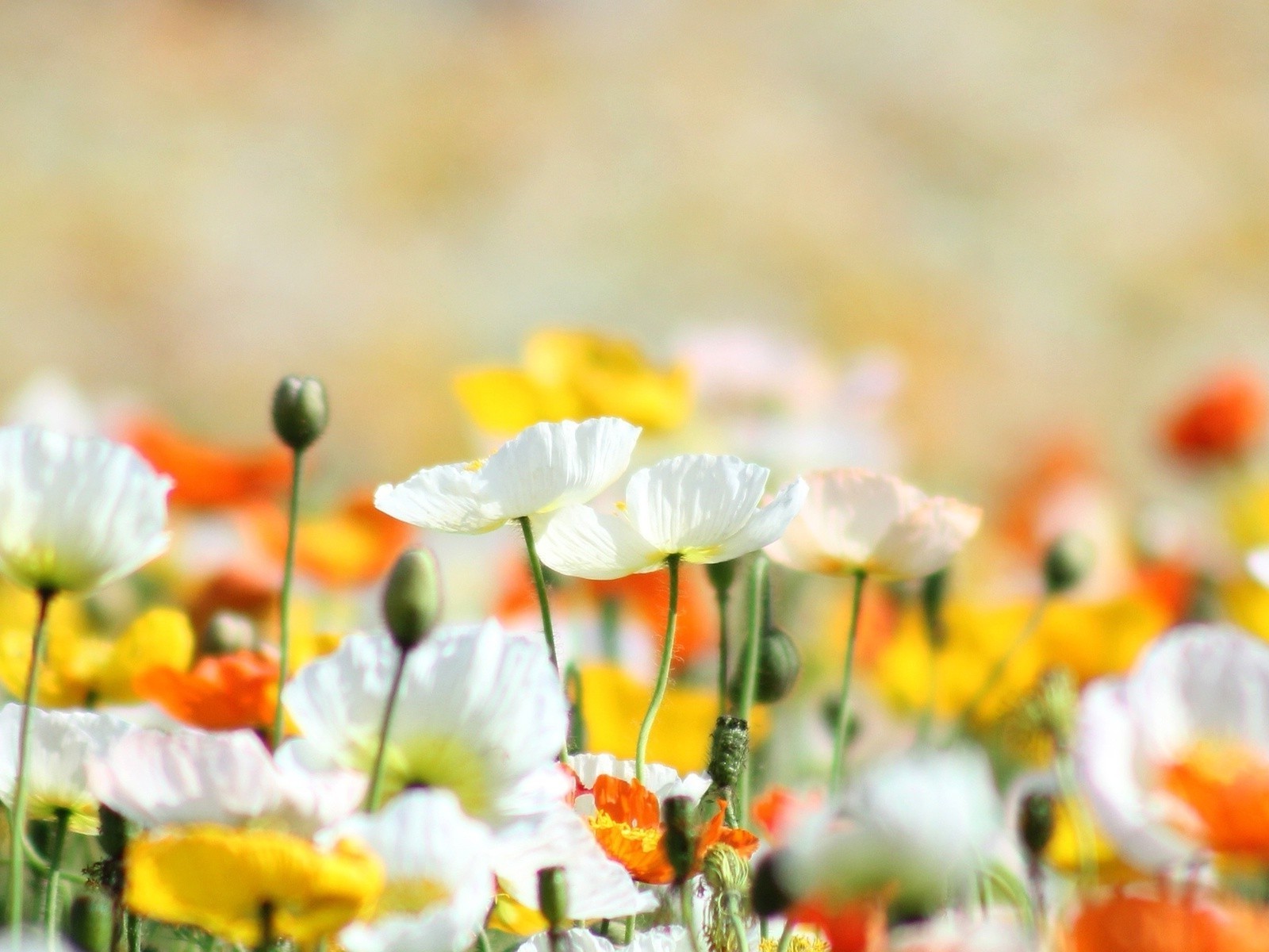 blumen natur blume feld sommer flora gras garten hell farbe heuhaufen gutes wetter sonne poppy blatt saison des ländlichen wild wachstum blumen