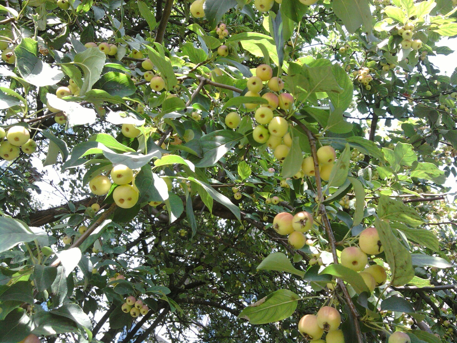 horta fruta árvore agricultura natureza ao ar livre folha ramo fazenda pasto flora suspensão comida crescimento crescer bom tempo verão maçã jardim colheita