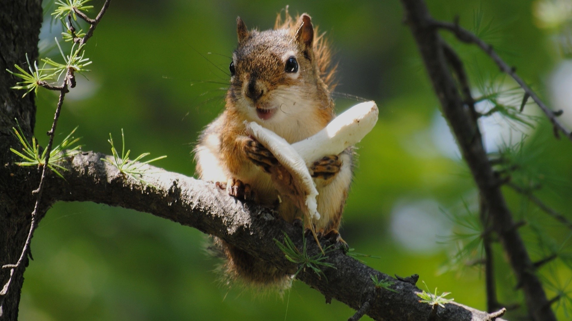 proteins wildlife nature squirrel tree mammal animal outdoors cute rodent wild little wood fur park