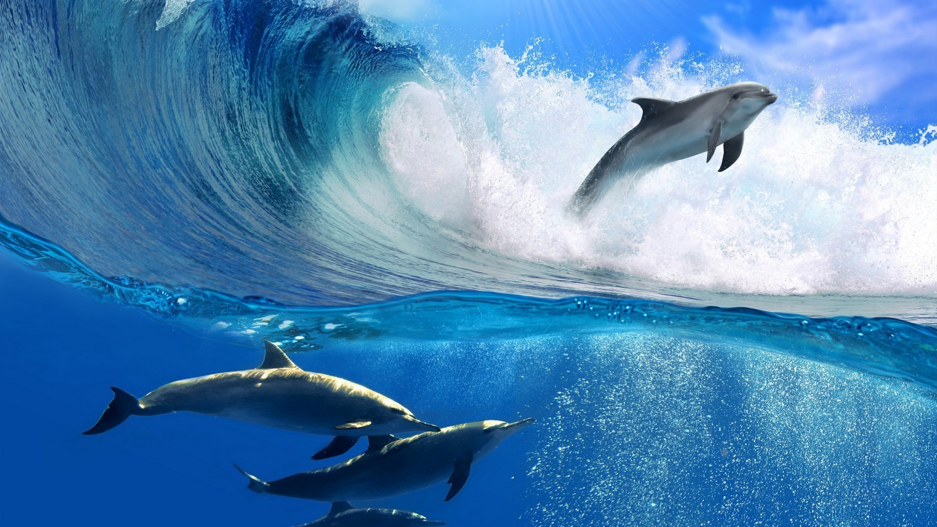 animals blower dolphin underwater water swimming whale ocean sea fin wildlife fish diving shark outdoors