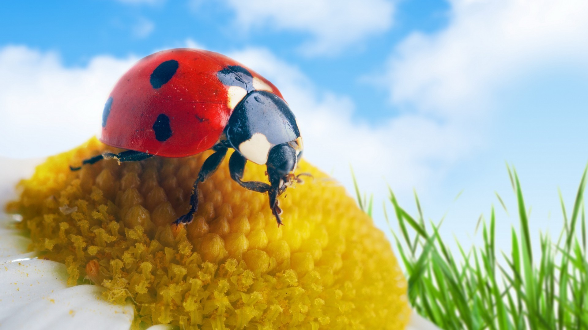 owady natura lato biedronka na zewnątrz