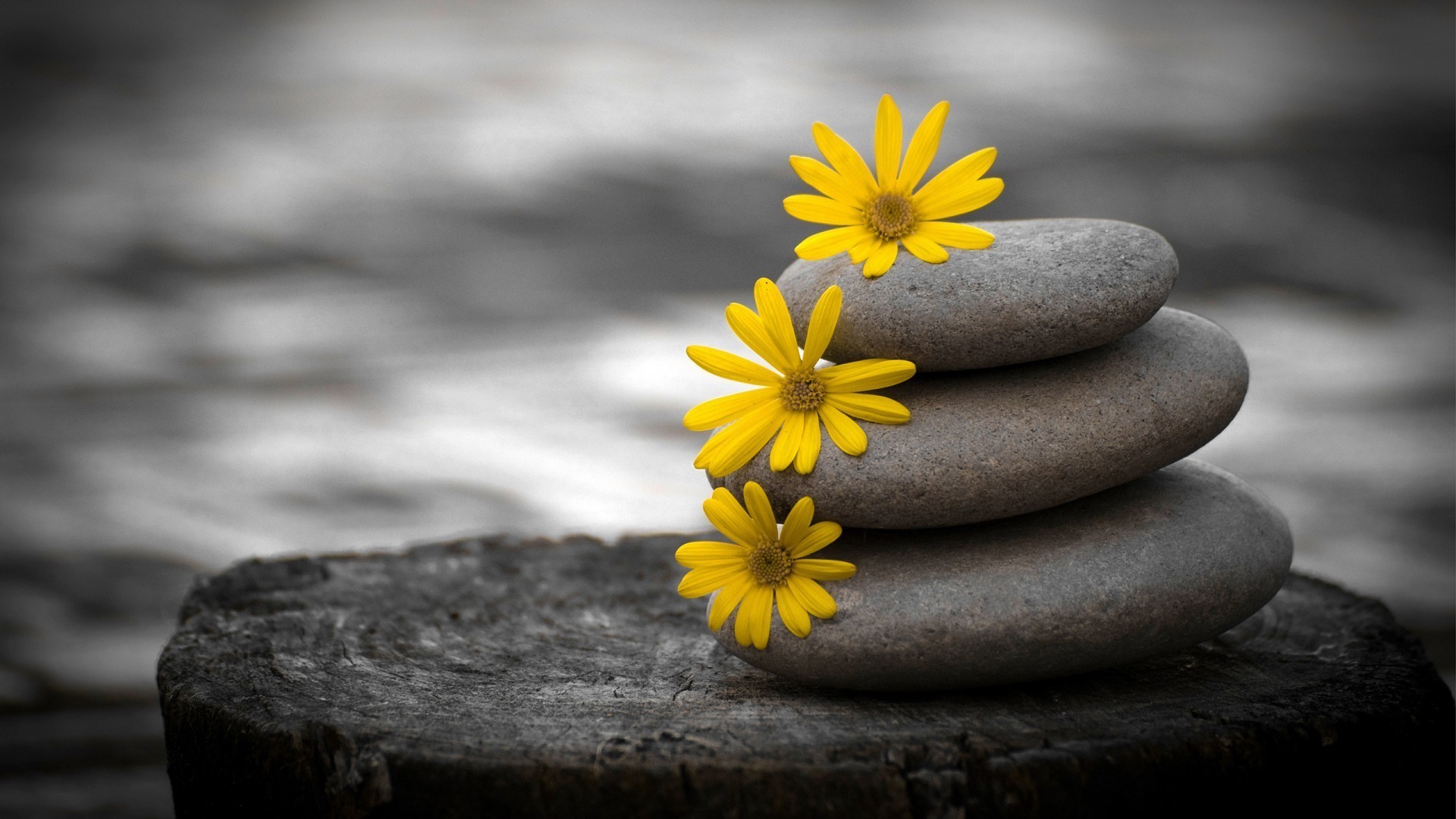 flowers zen nature rock meditation flower beach stone