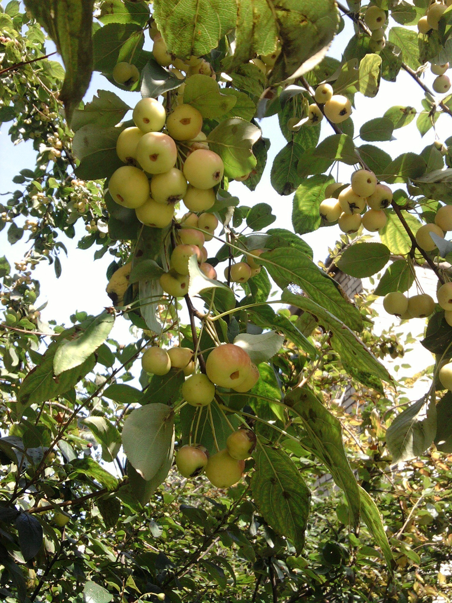 potager fruits arbre nature feuille branche en plein air pâturage agriculture ferme alimentaire pendaison croissance été flore beau temps pomme grandir santé automne