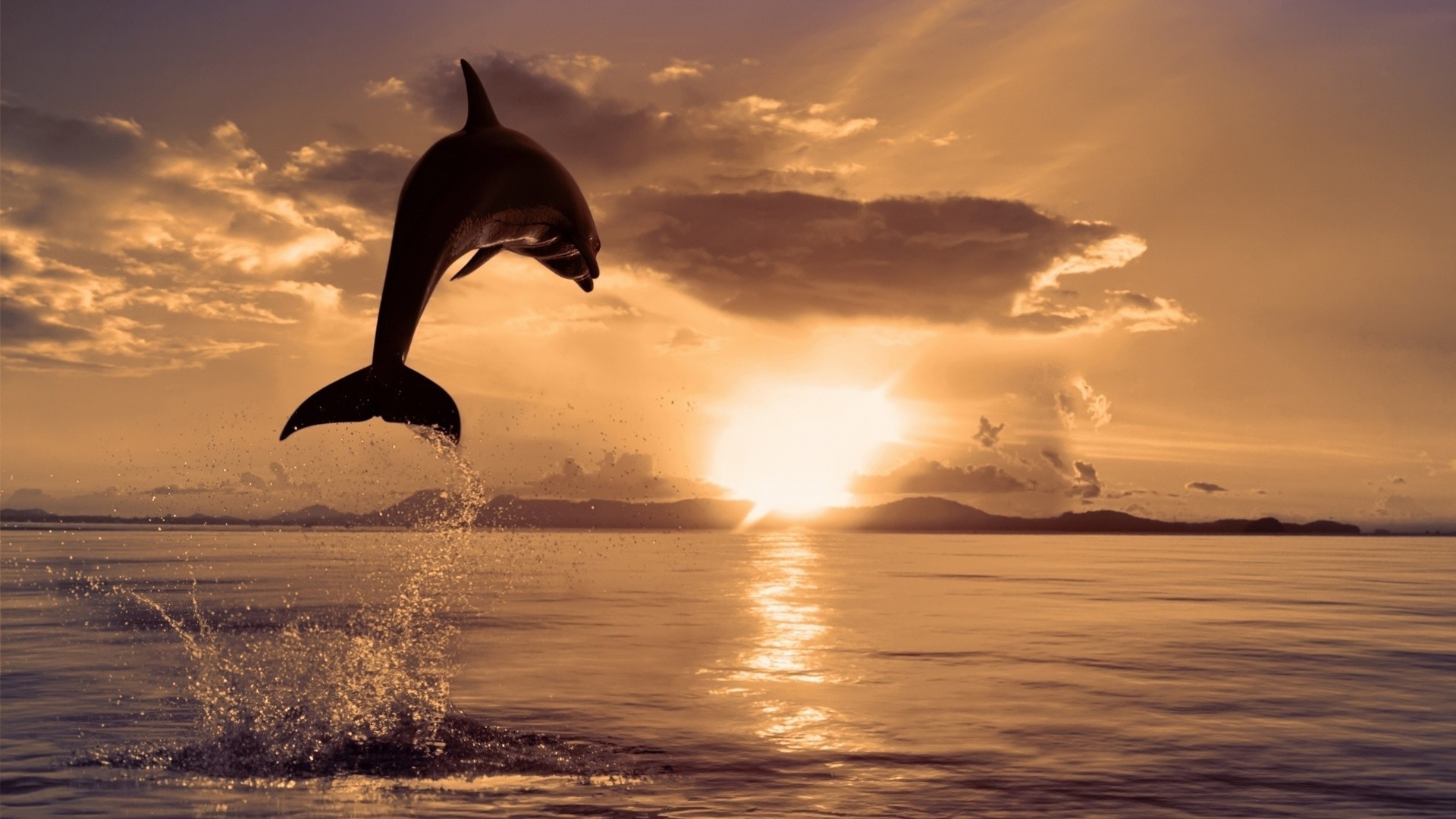 tiere sonnenuntergang wasser ozean dämmerung meer sonne strand abend himmel dämmerung