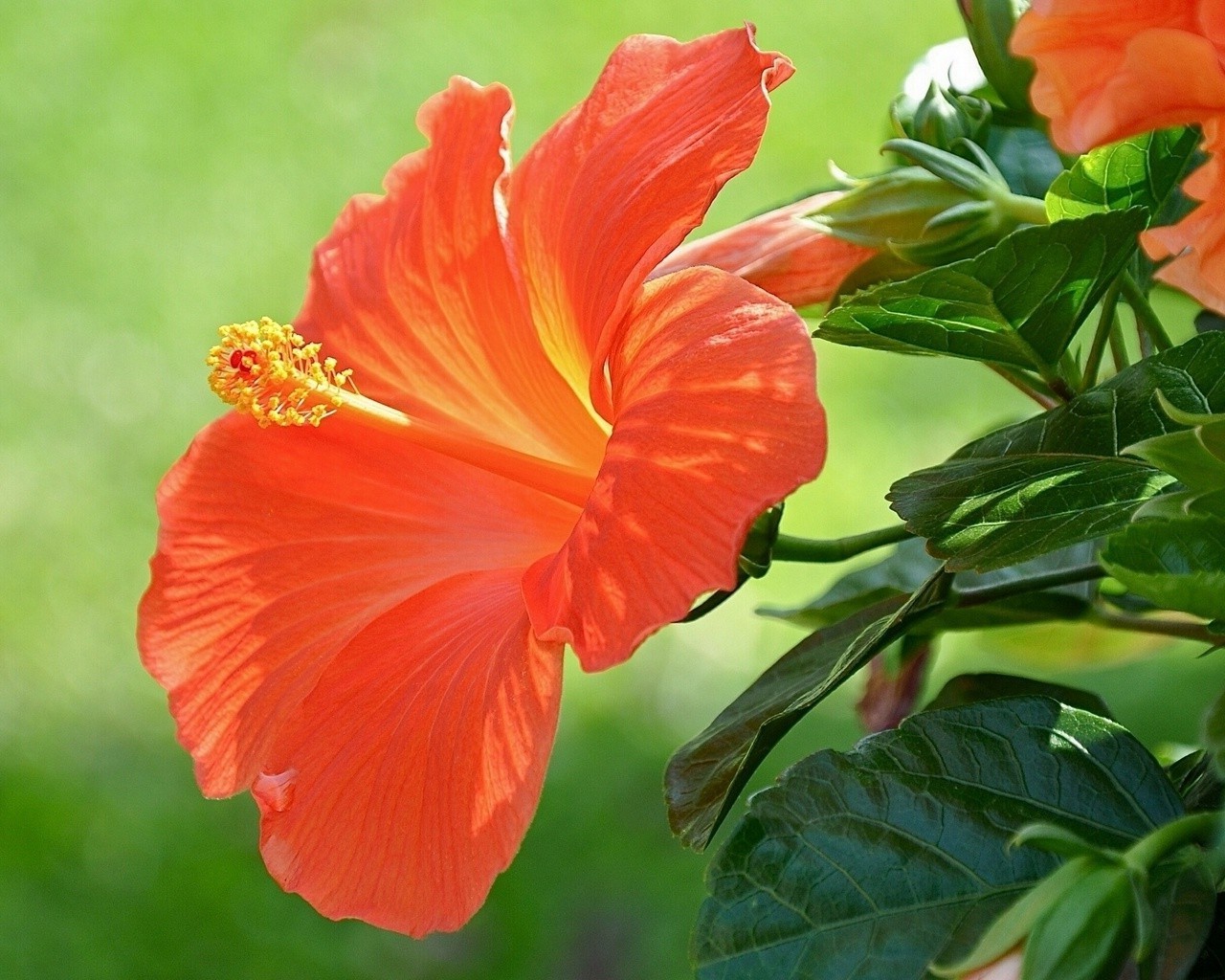 zbliżenie natura liść kwiat hibiskusa flora lato jasny ogród tropikalny kolor płatek wzrost na zewnątrz kwiatowy bluming egzotyczne