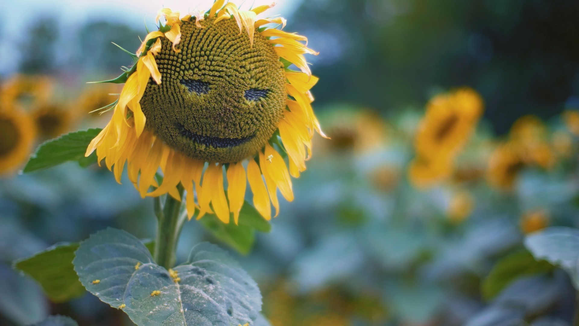 desenleri doğa yaprak flora çiçek bahçe yaz açık havada parlak renk ayçiçeği yakın çekim büyüme