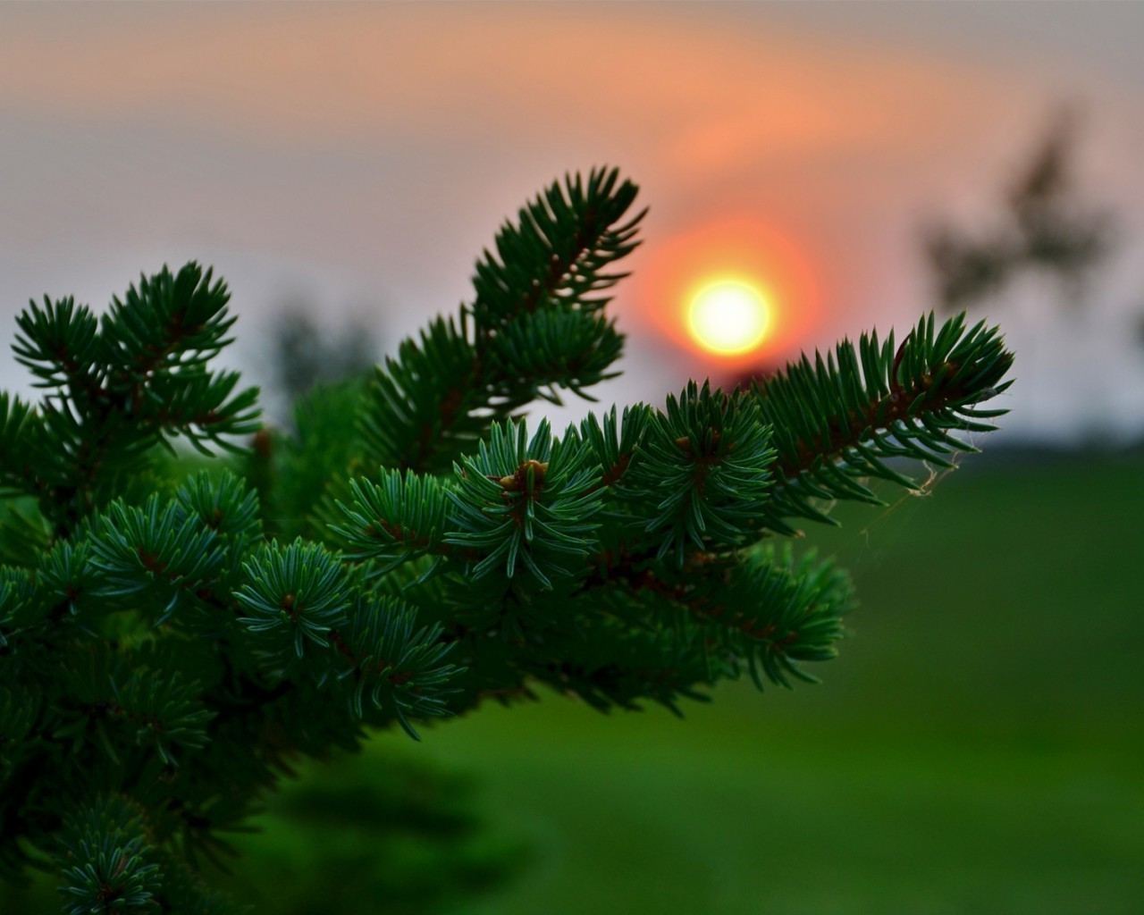 estate inverno natale albero evergreen conifere pino abete ago abete ramo natura conifere cono decorazione vacanza luminoso all aperto sfocatura neve