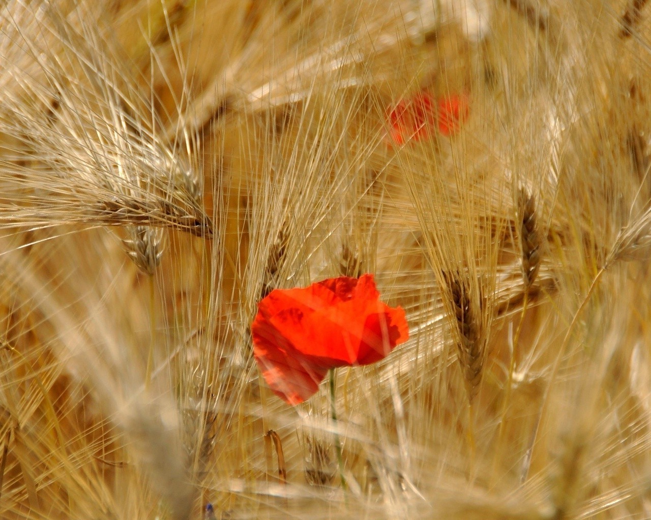 campi prati e valli grano cereali mais pascolo seme rurale oro pane campo natura segale fattoria paglia raccolto campagna agricoltura sole estate orzo