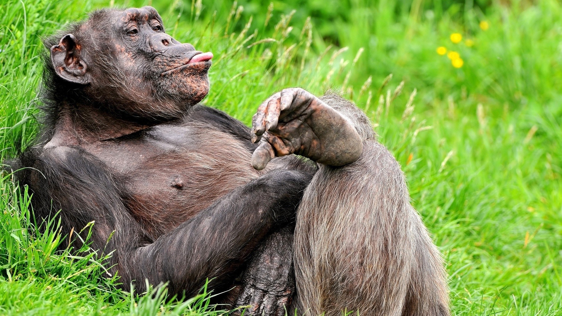 приматы млекопитающее кривляться предстоятель трава обезьяна дикой природы природа животное дикий зоопарк милые парк сафари мех