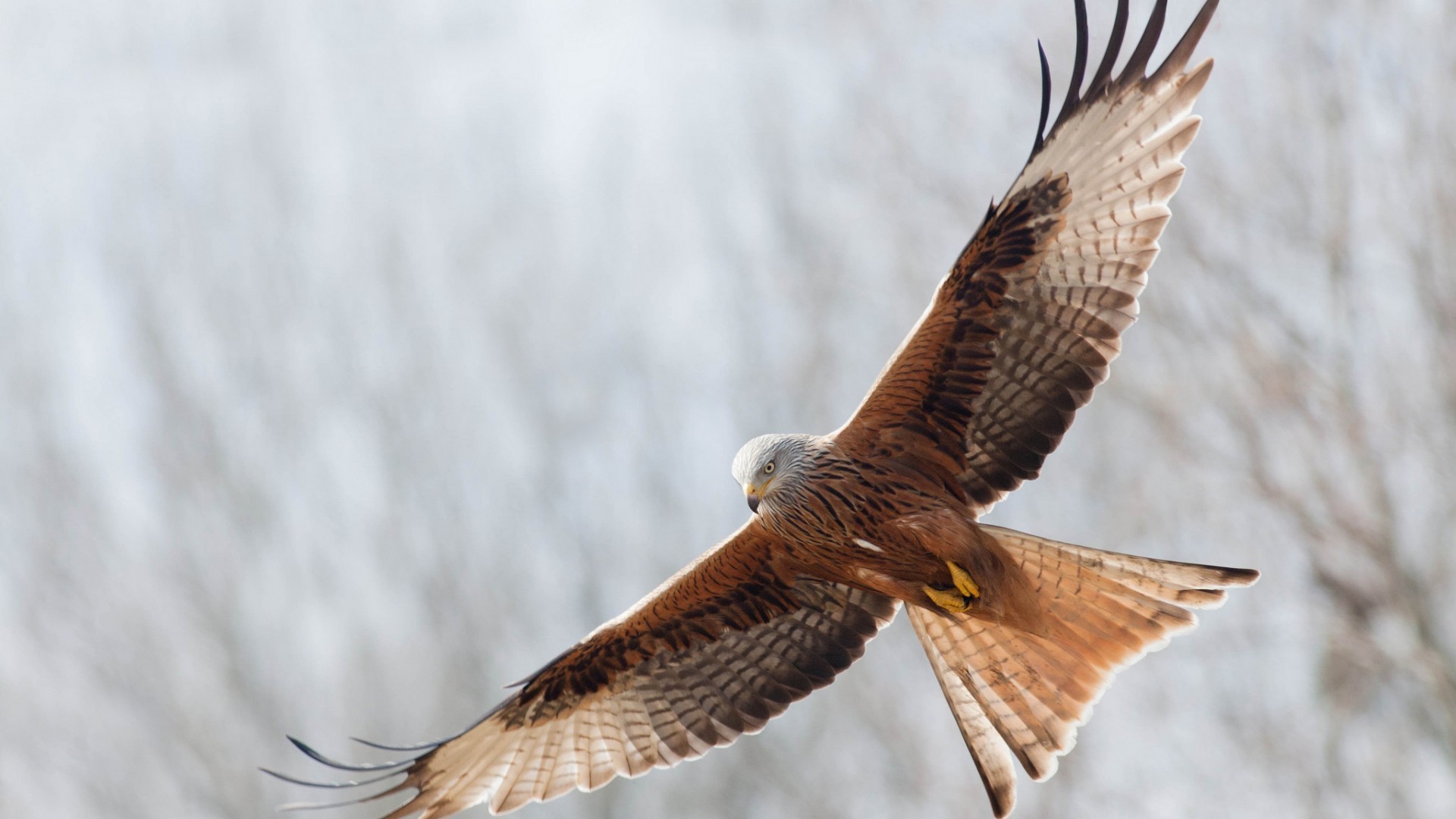 animais pássaro raptor águia vida selvagem falcão presa pena falcão voo natureza falcoaria voar asa animal careca bico predador águia de cabeça branca avian