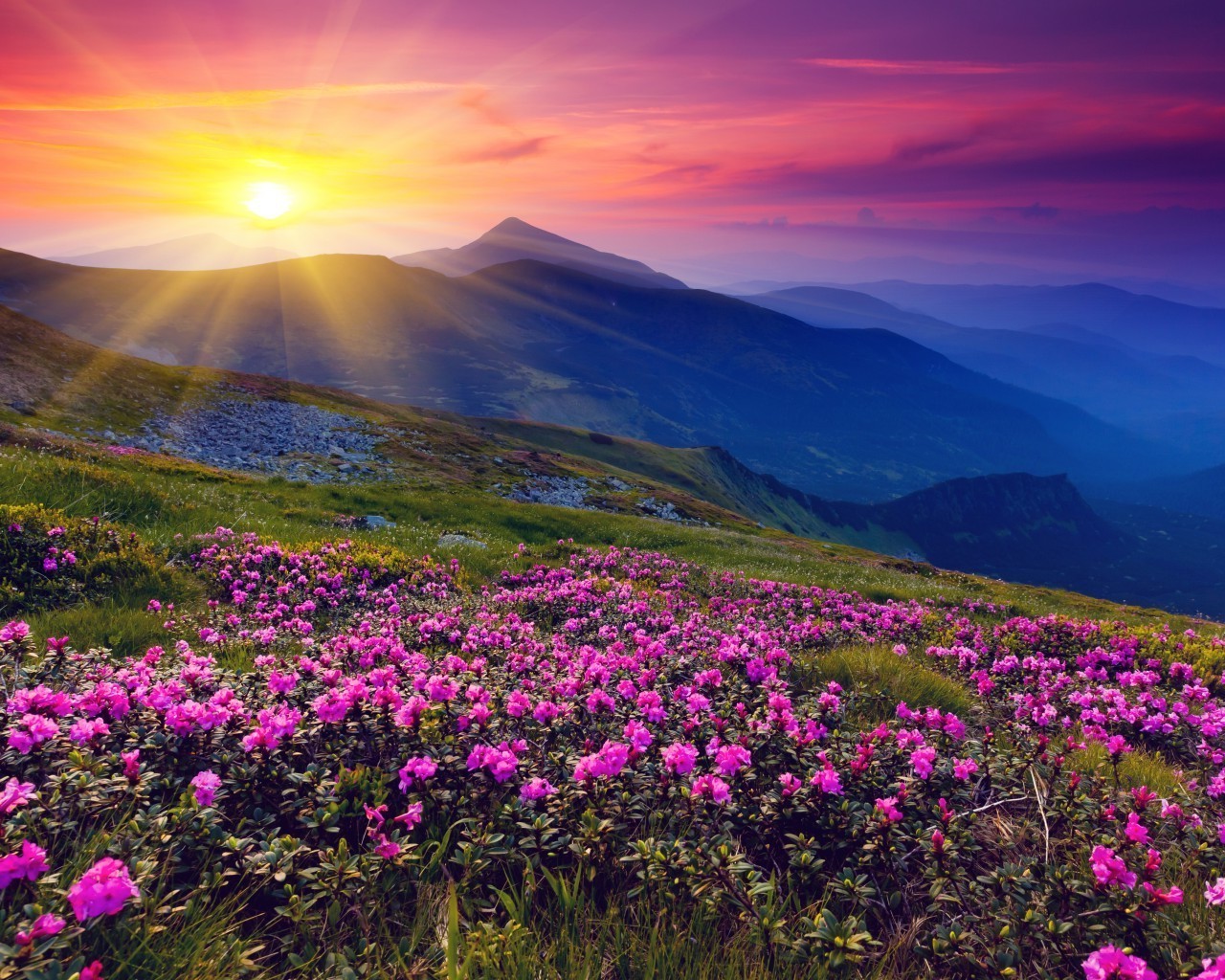 fiori paesaggio montagna fiore cielo natura alba tramonto viaggi all aperto scenico pascolo sera fieno acqua