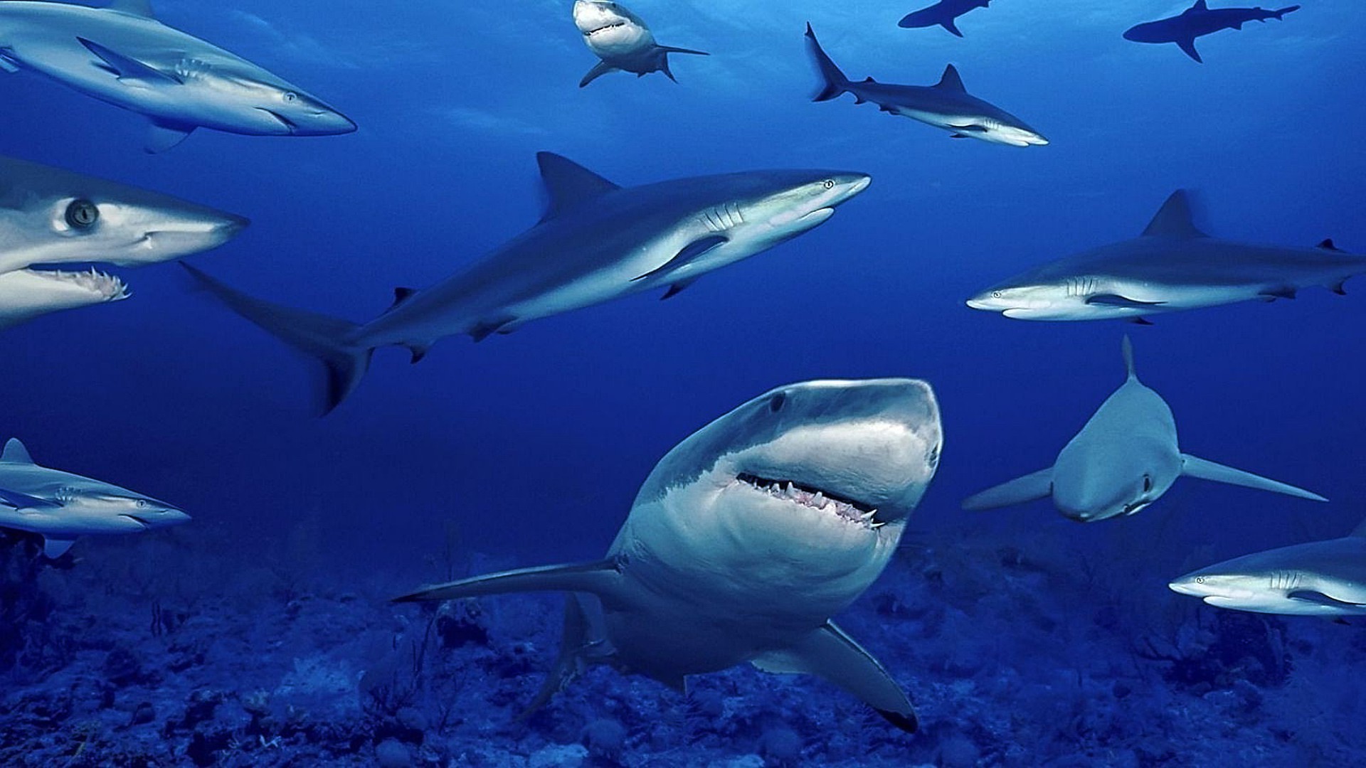 animales bajo el agua tiburón peces agua vida silvestre océano natación buceo