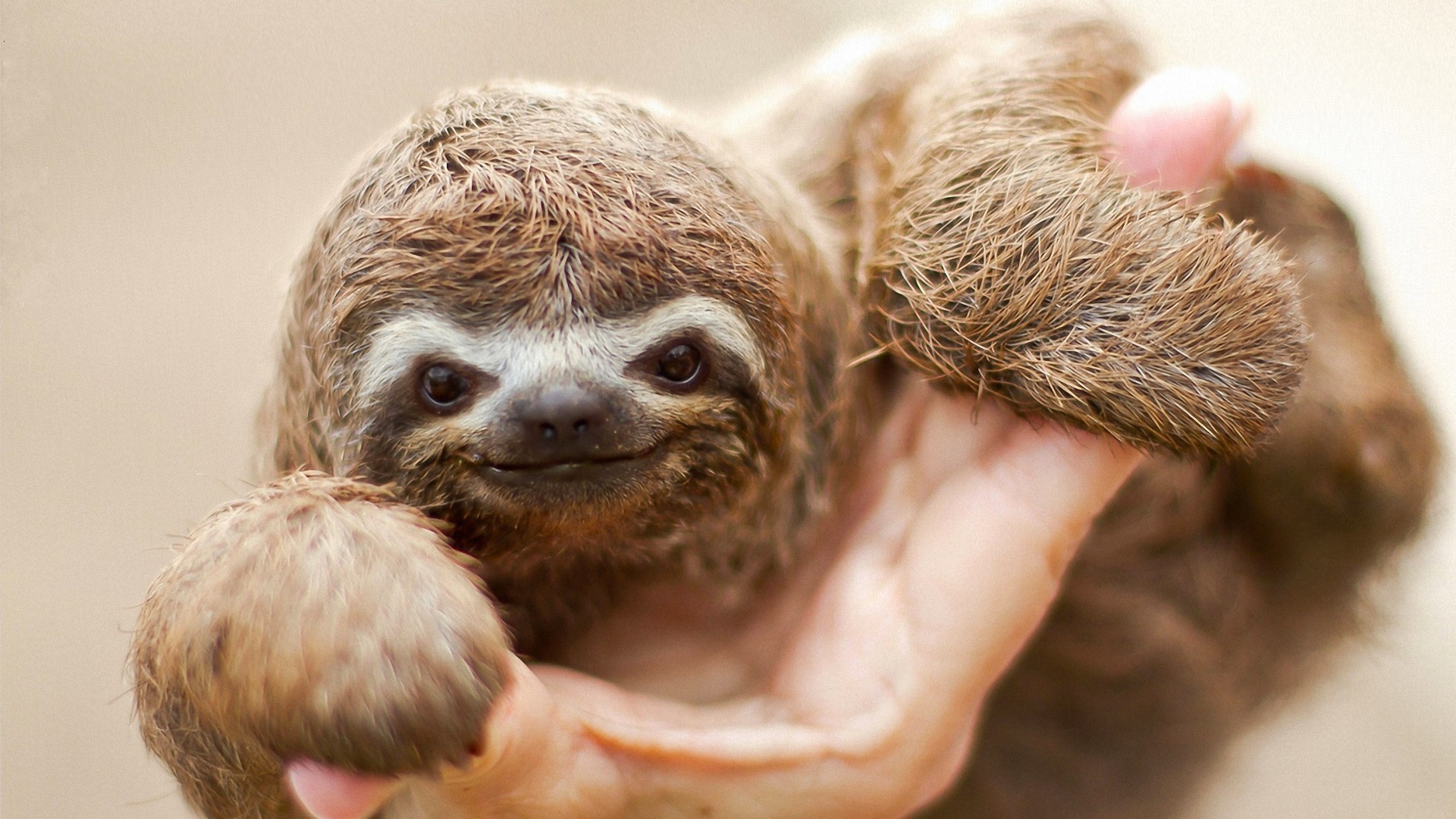 animales lindo retrato pequeño vida silvestre mamífero joven naturaleza ojo pelo animal divertido