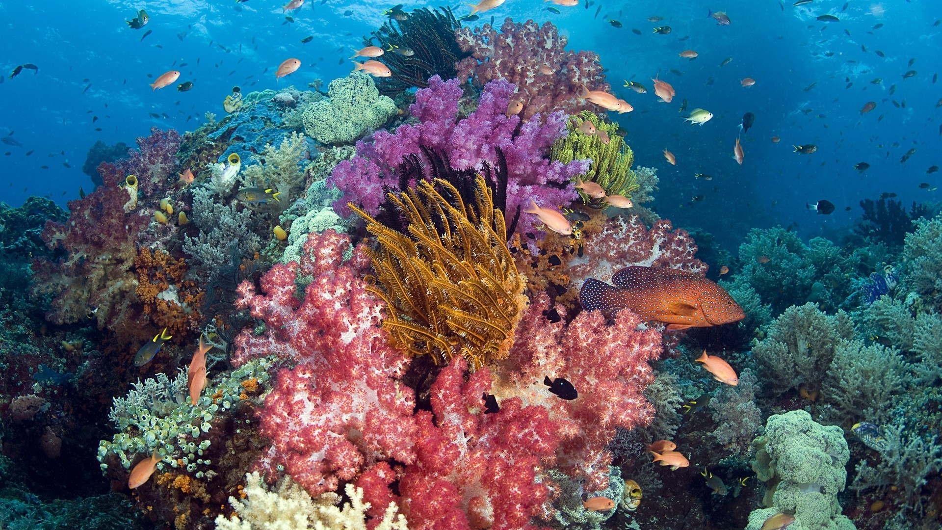 les habitants des océans et des rivières sous-marin corail poissons récif océan tropical mer plongée sous-marine eau plongée marine aquatique snorkeling exotique nature écosystème sous-marin couleur paysage eau salée