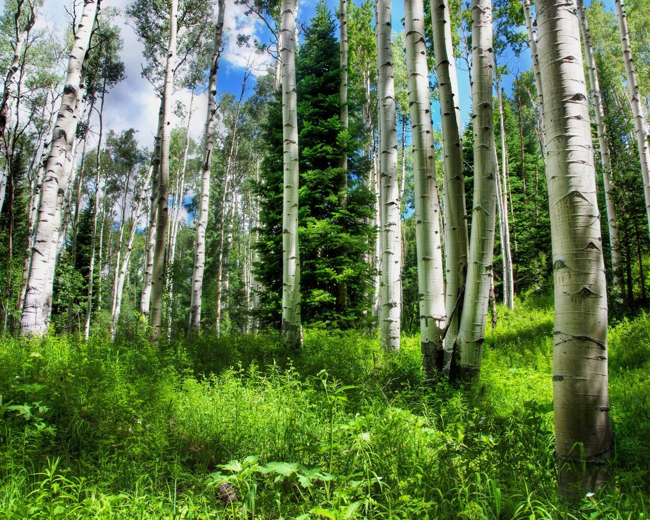 bosque madera naturaleza paisaje hoja árbol flora exuberante medio ambiente al aire libre buen tiempo salvaje ecología verano tronco rural abedul parque crecimiento corteza