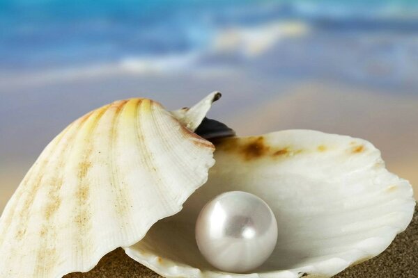 Pearls on the beach nature water