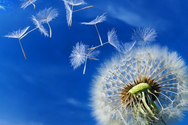 El diente de León vuela hacia el cielo brillante del verano