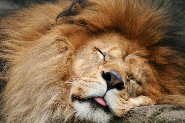 The contented sleeping King of Beasts