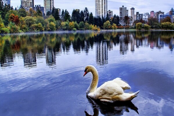 Graceful white swan in the pond