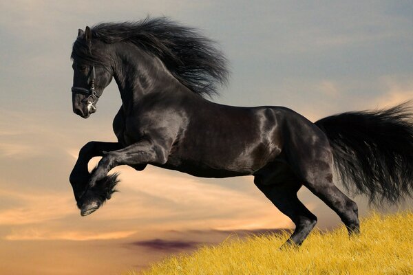 The majestic beauty of the black stallion