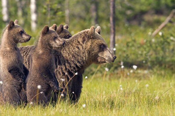 Ein Bär und ein Bär gehen in der Natur auf dem Gras spazieren