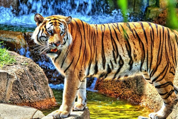 Un gran tigre en un aviario en un zoológico