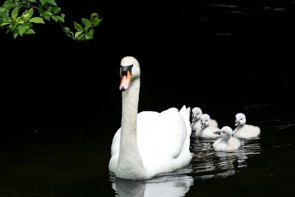 Cisne com filhotes em águas calmas