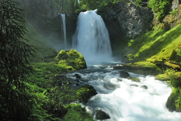 Flusso di montagna tra il verde della foresta