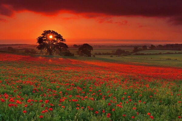 Campo de flores ao pôr do sol