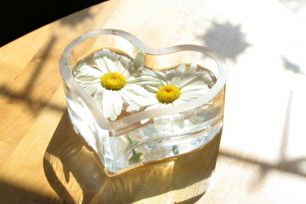 Weiße Gänseblümchen in einer herzförmigen Vase