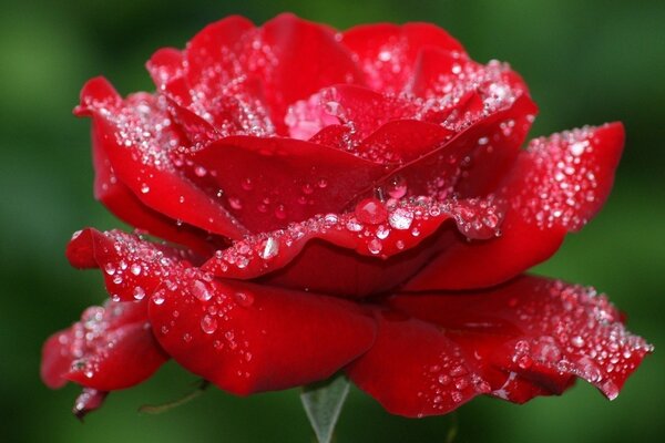 Rosenknospe mit Wassertropfen auf grünem Hintergrund