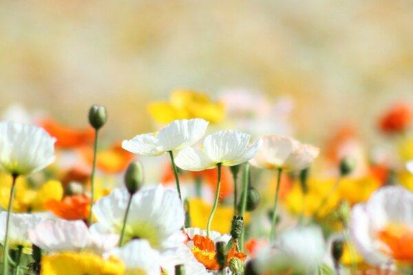 Feld mit Alpenmohn