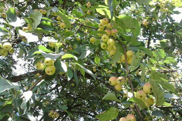 Maçãs de jardim Maduras no país