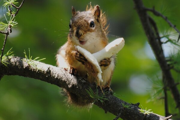 Eichhörnchen sitzt auf einem Ast und isst einen Pilz