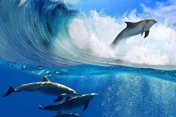 Dolphin games in the ocean