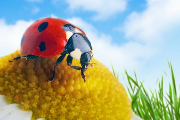 Ladybug on chamomile