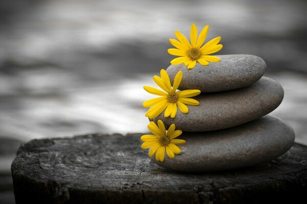 Three yellow flowers on gray stones