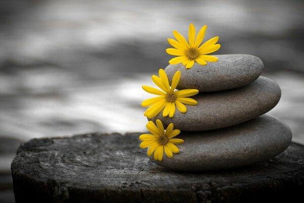 灰色石头上的三朵黄花