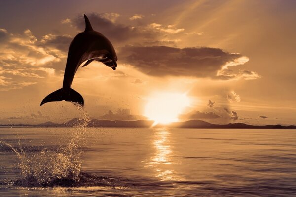 O salto do golfinho no pôr do sol dourado