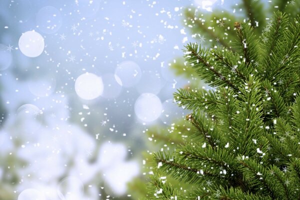 Schneeflocken liegen auf den Ästen einer grünen Tanne