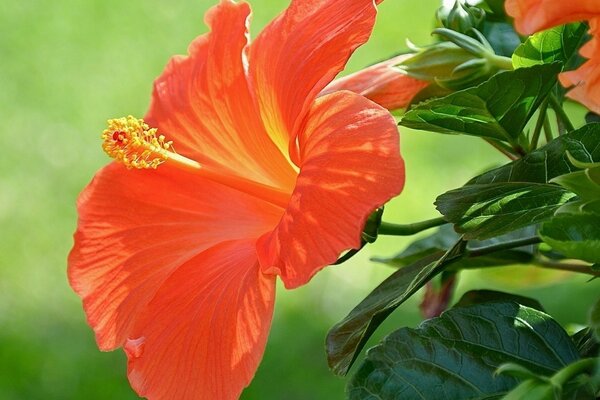 Natura fiori foglie paesaggio