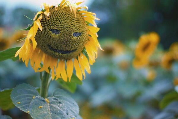 Um girassol sorridente no campo