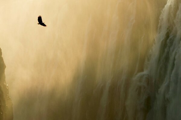 El águila vuela sobre el abismo en la niebla