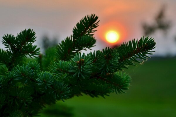 Summer spruce nature sun