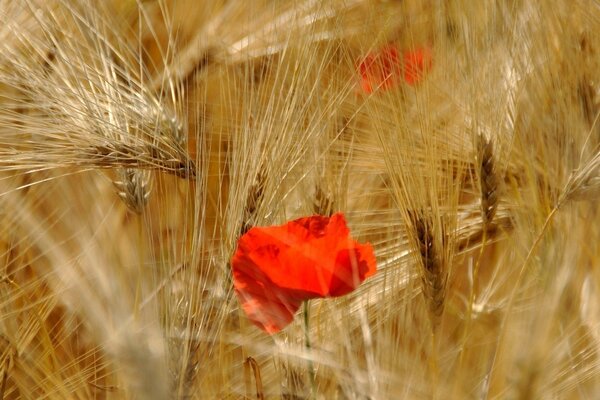 Amapola roja entre un campo de trigo