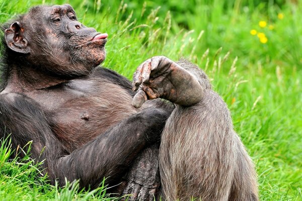 Primates. Singe couché dans l herbe