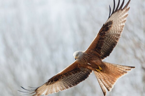 Un águila orgullosa flotando sobre la tierra