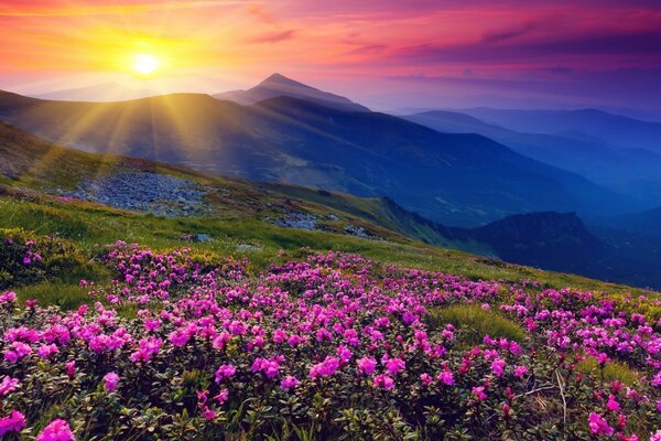 Bellissimo paesaggio con fiori sulla montagna