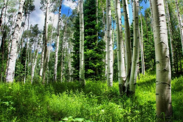 Bouleau blanc. Belle forêt