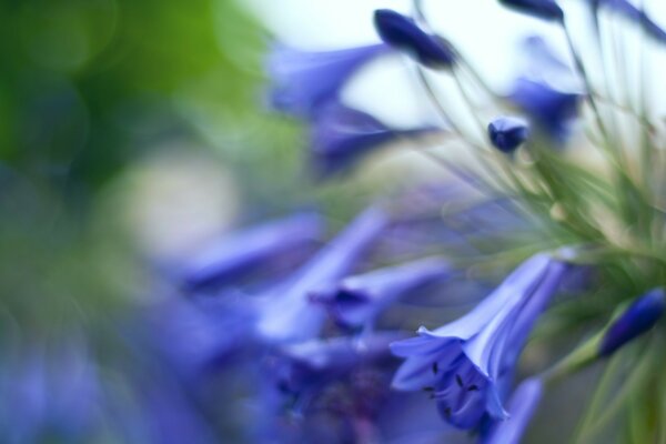 Bouquet of bluebells in the field